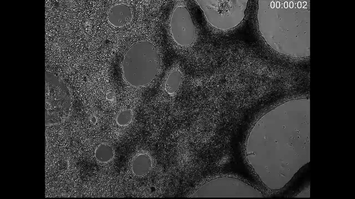 Living heart cells seen beating under a microscope. Video courtesy of NASA Johnson Space Center