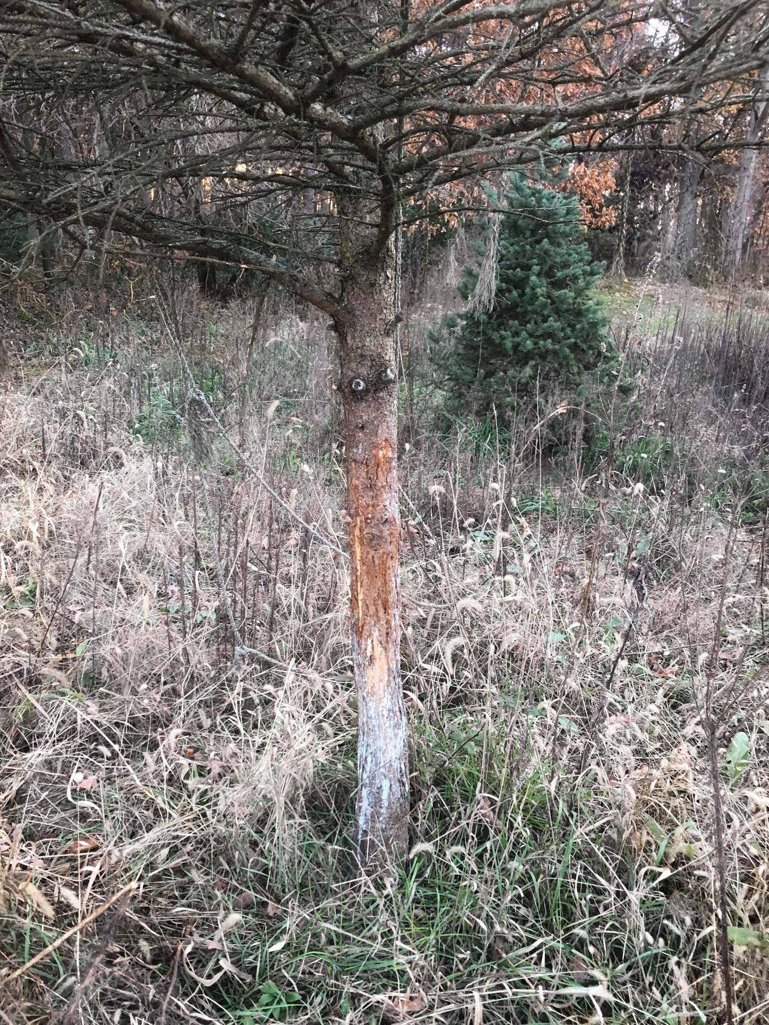 Deer Rub on a Mature Conifer Tree. This can be stopped by using a Double Wide Tree Pro Protector.&nbsp;