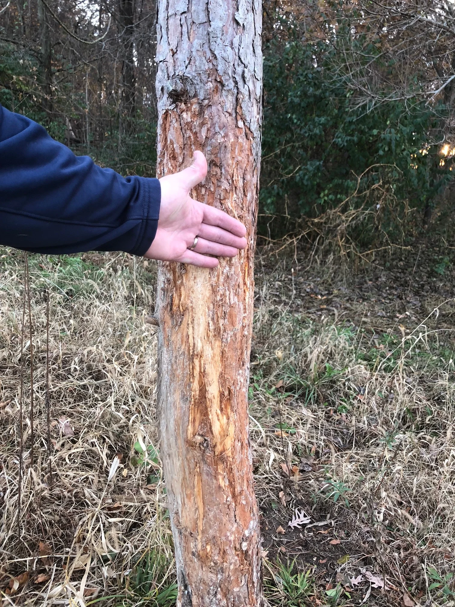 10" diameter conifer tree with significant deer rub. This deer needs hunted.&nbsp;