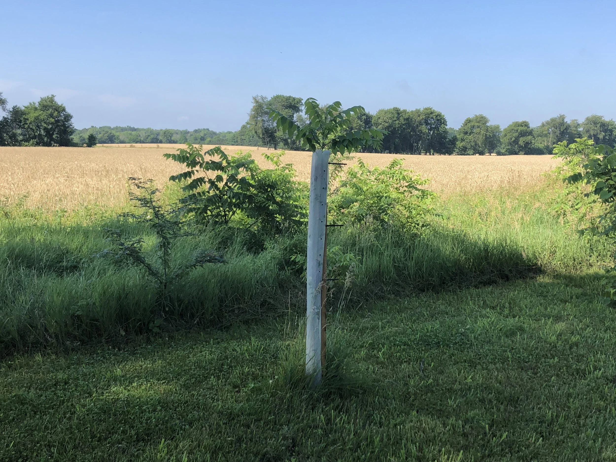 Black Walnut coming out of Tree Pro Protector