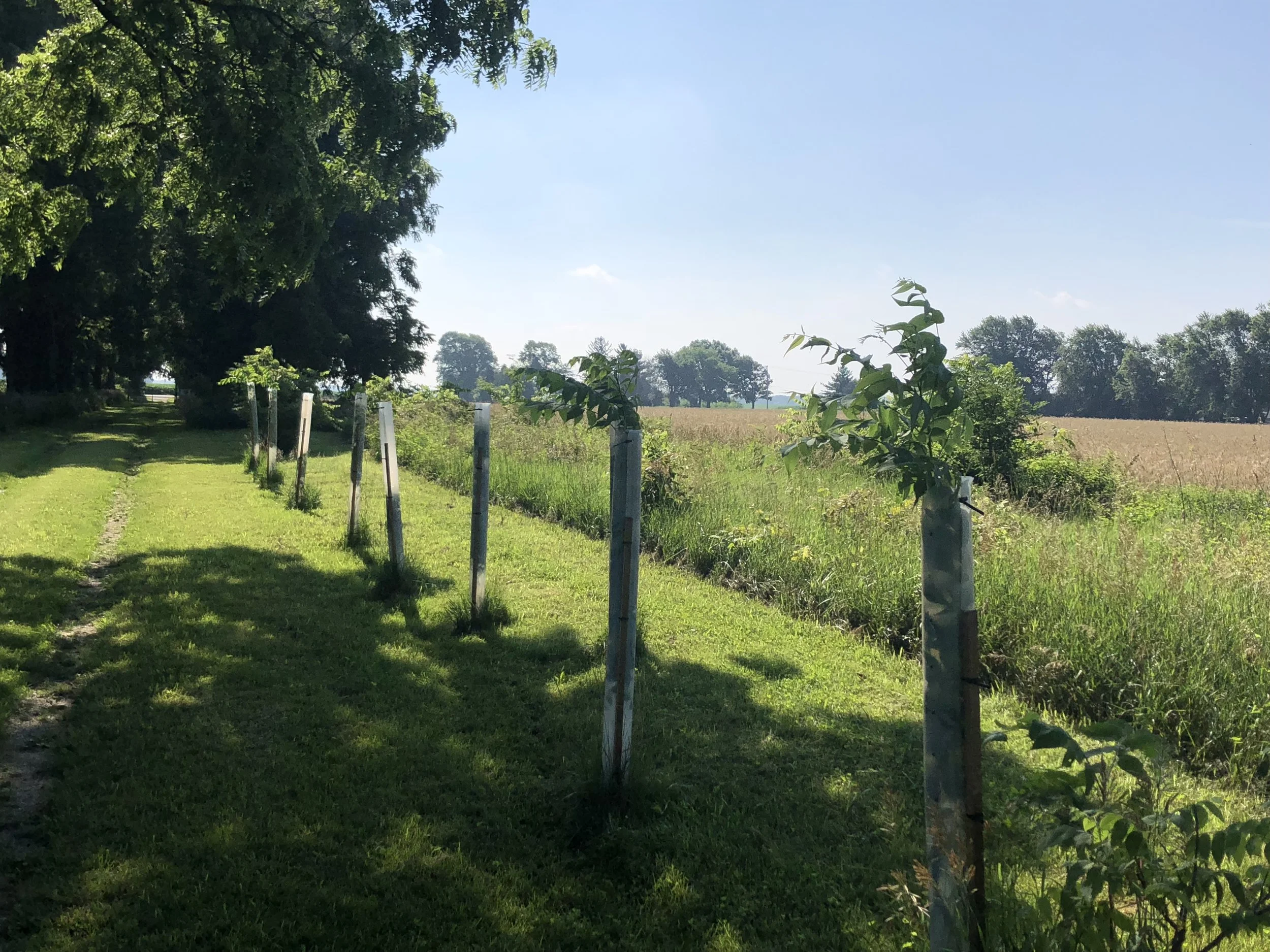 Line of Black Walnut