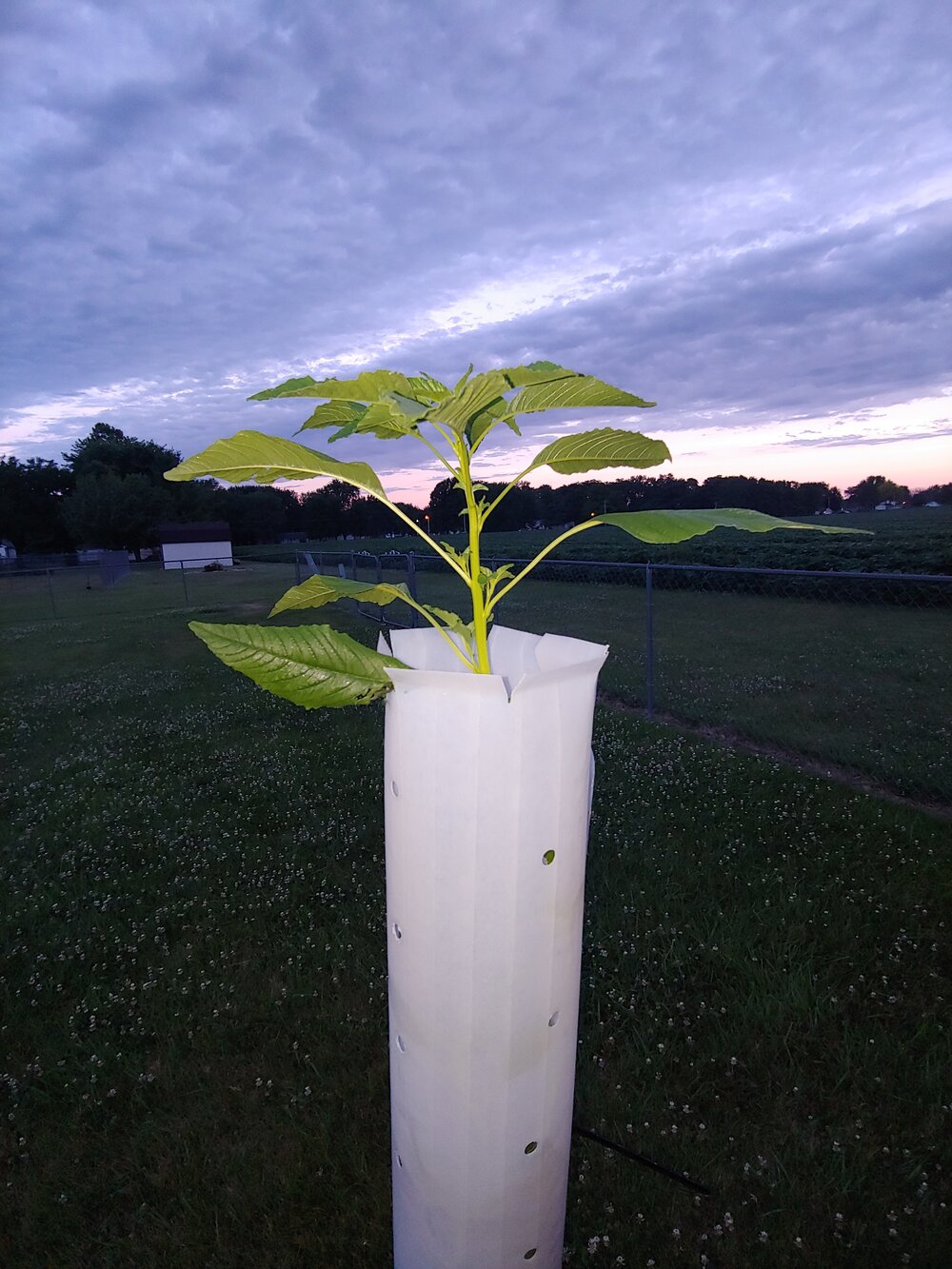 Cultivar tubos para árvores frutíferas