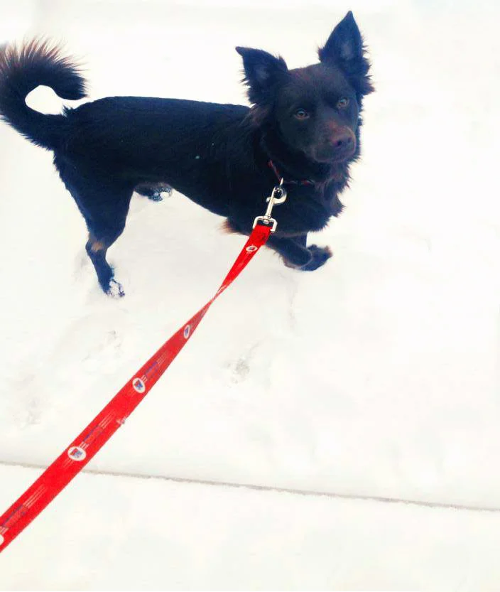 Cooper(The Dog Behind The Blog) During the 2014 Snow in Tuscaloosa.. He wasn't a fan ;)