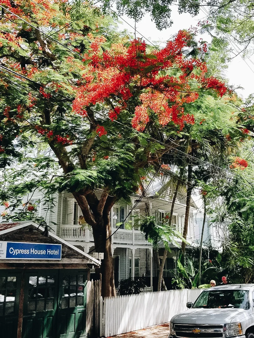 Pretty trees!!! My best friend/practically brother Andrew and I were trying to figure out if we could fit one in the Jeep, but ended up deciding there wasn't quite enough trunk space... but I really love the red.