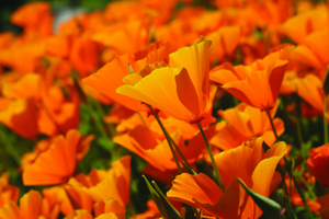 Field of poppies. Links to press releases.