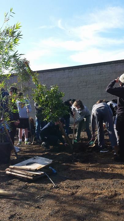 Trees being planted at an Oakland Elementary School on MLK Day of Service through CAL FIRE's Urban Forestry program