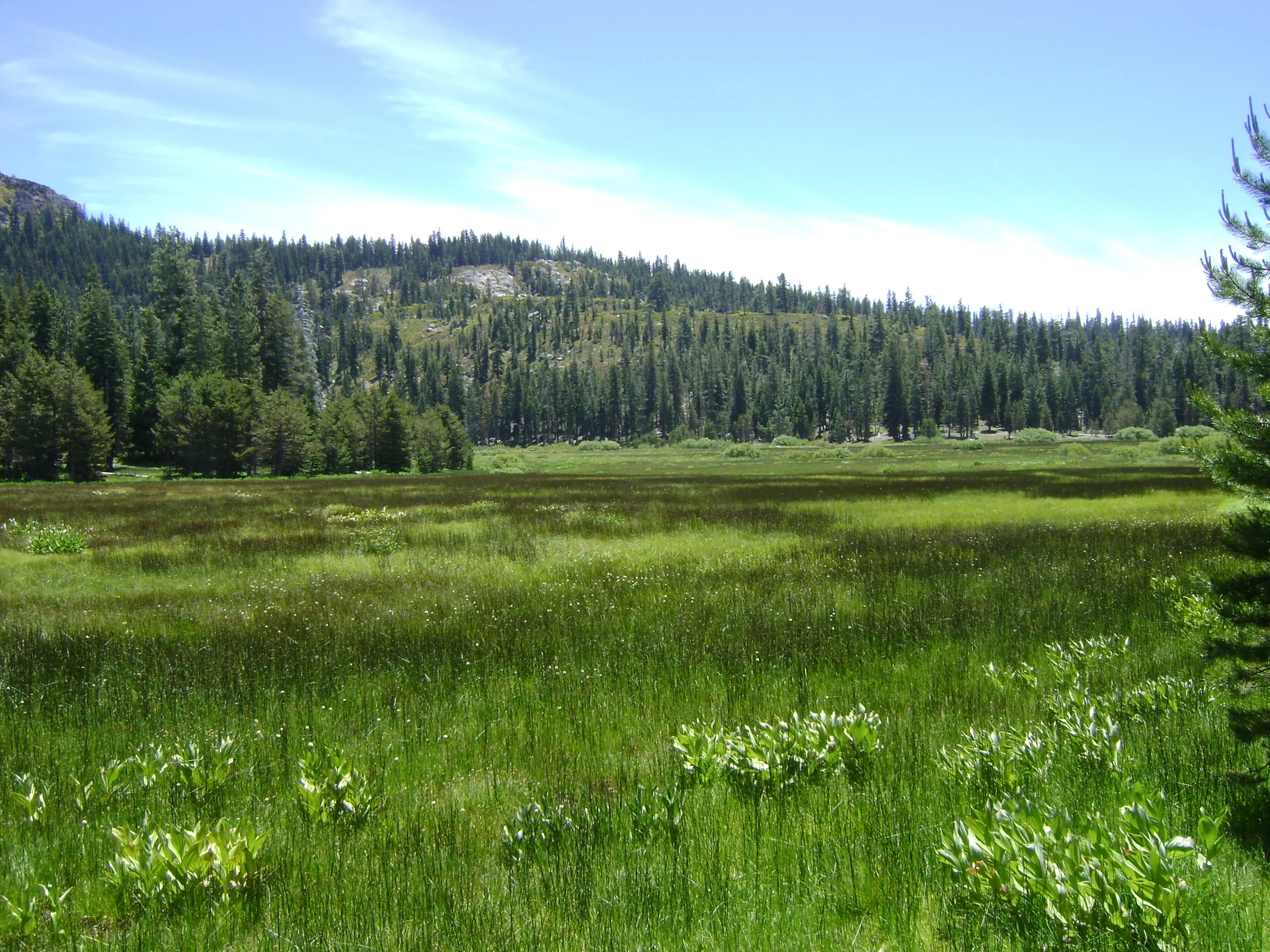 Mountain Meadows
