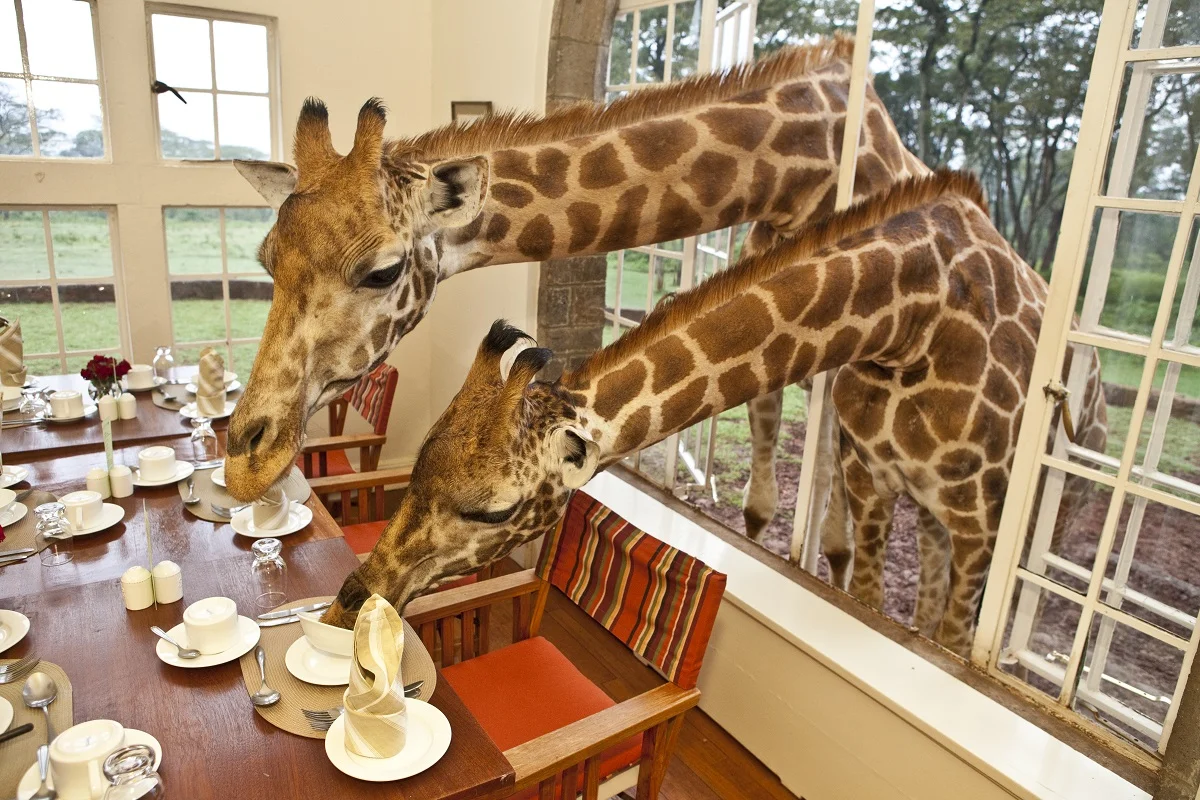 giraffe.jpg
