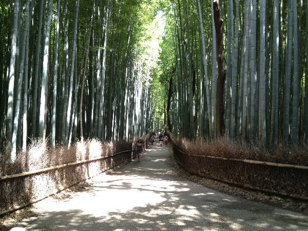   Those of you who watch films will recognize the Bamboo Forest.&nbsp;     