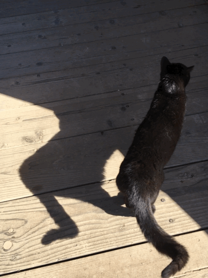 cat from our travels