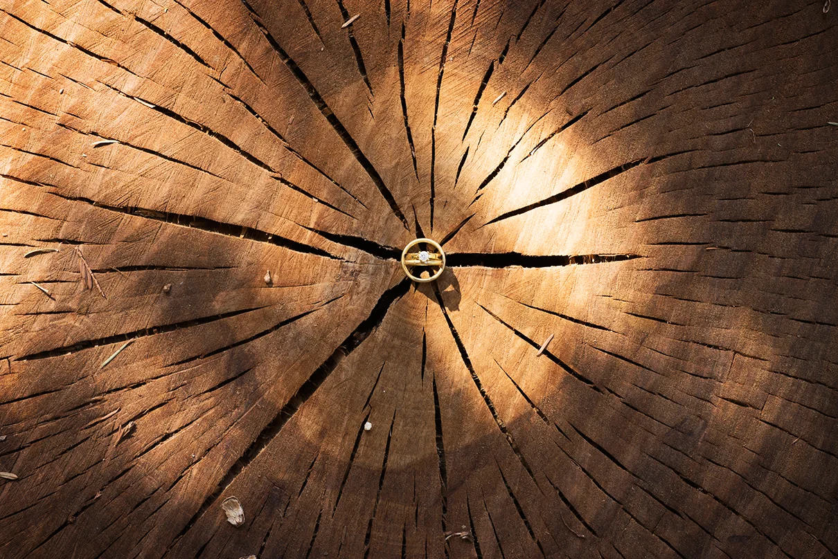 How old are you, tree? So many rings ~