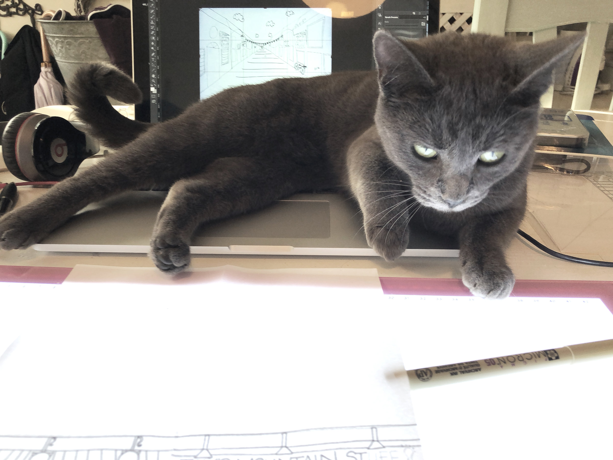 Dottie once again on the laptop | natalie palmer sutton | how to argue with a cat.JPG