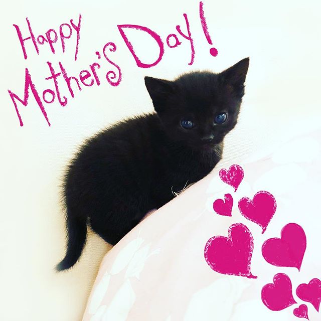 Happy Mother&rsquo;s Day! 💕🐾💕🐾💕🐾💕🐾💕🐾💕🐾💕 And remember you can get your paws on the book early....🐱📓🐱📓🐱👇 Pre-order in USA now!-📗 &ldquo;How To Argue With A Cat&rdquo; 📗 is available to preorder from the link in profile 👆(👉 http:/