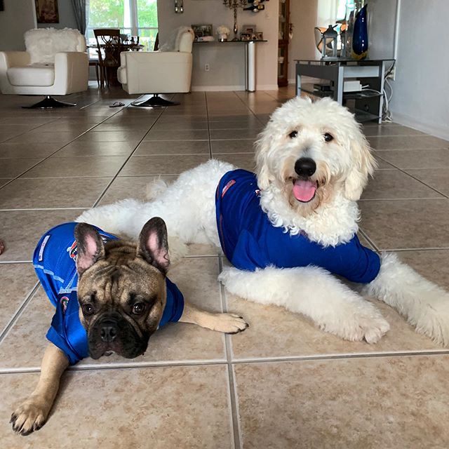We&rsquo;re game day ready!! 🐊 @thefrenchiediesel