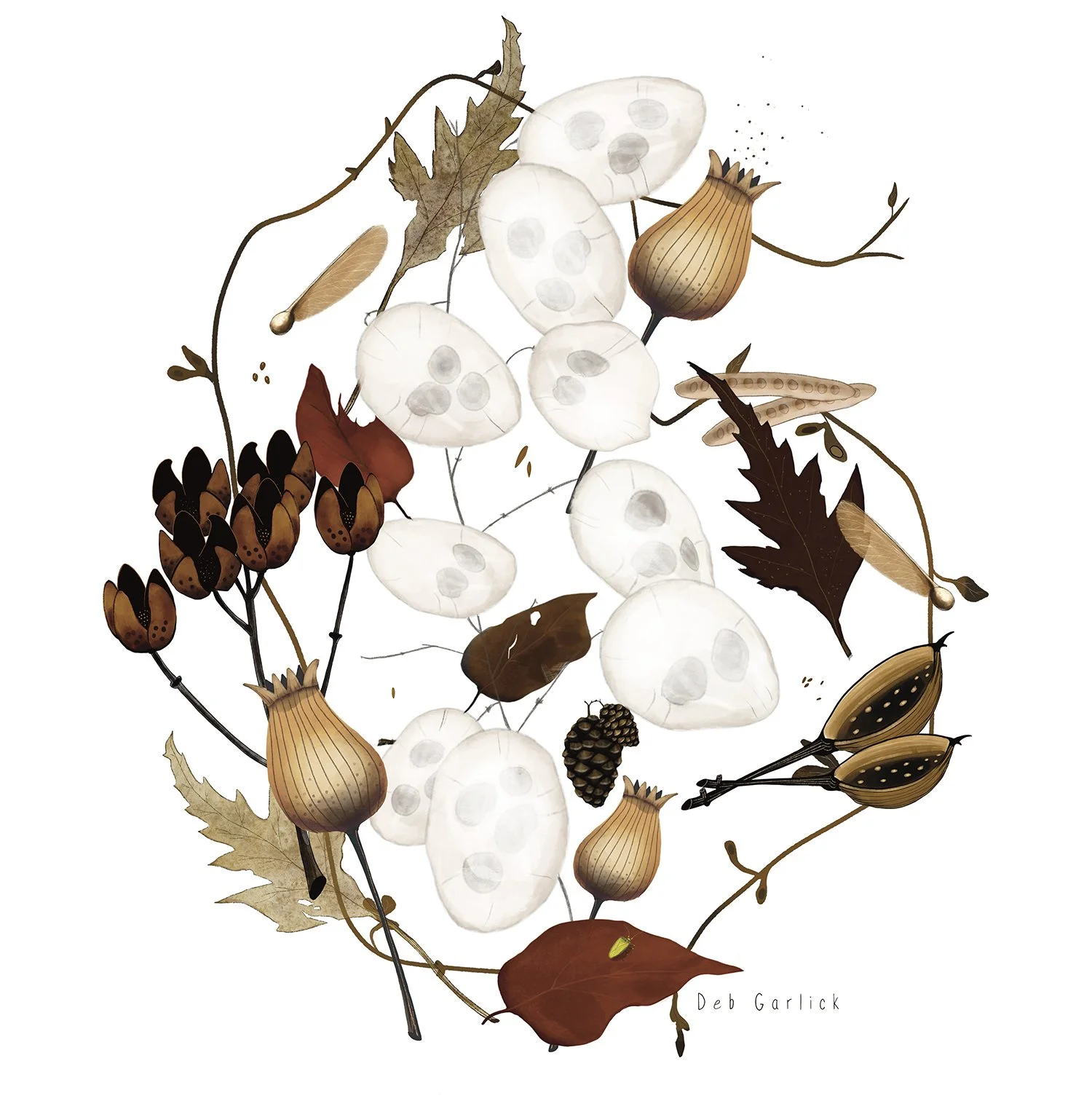 nw_seedpods.jpg