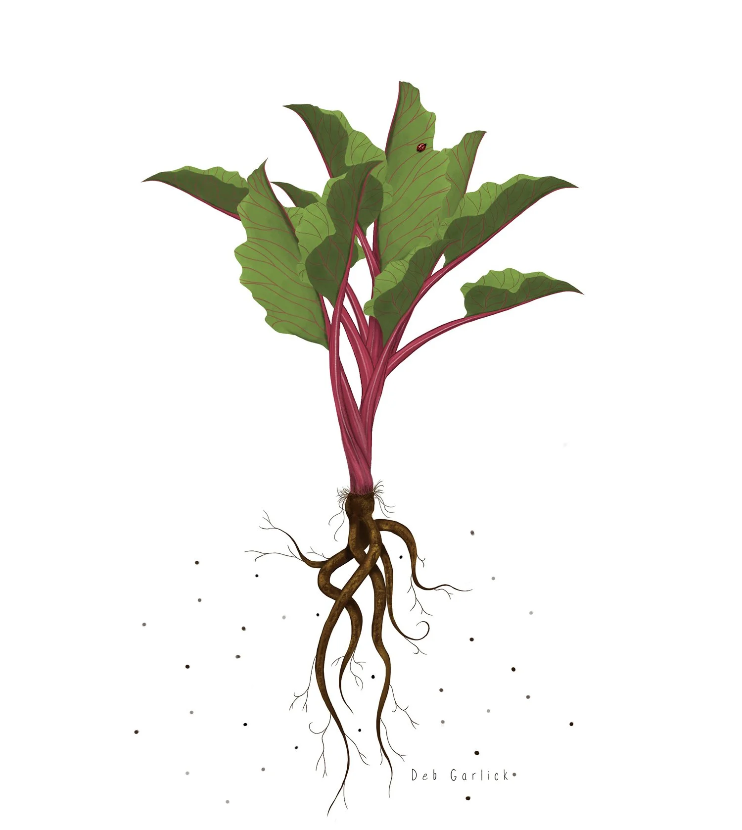 Rhubarb Roots