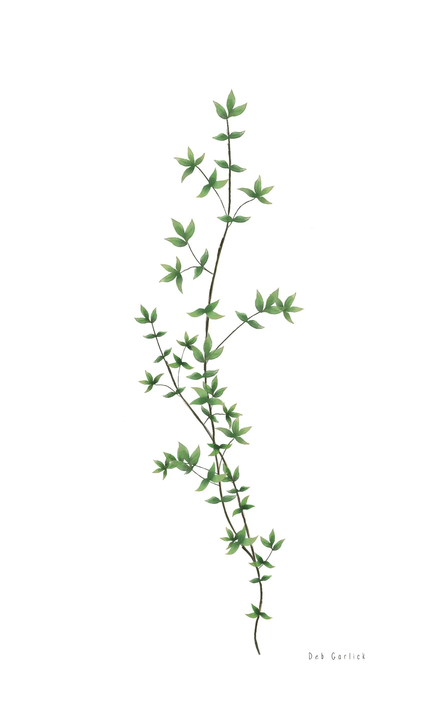 nw_thyme.jpg