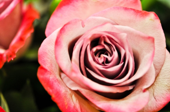 MVW Rose_.jpg