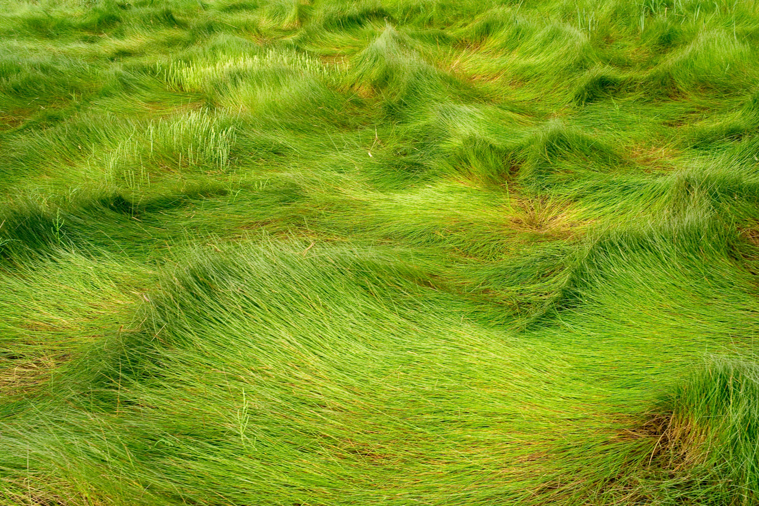 Waves of Grass (Portfolio "Foin de Mer")