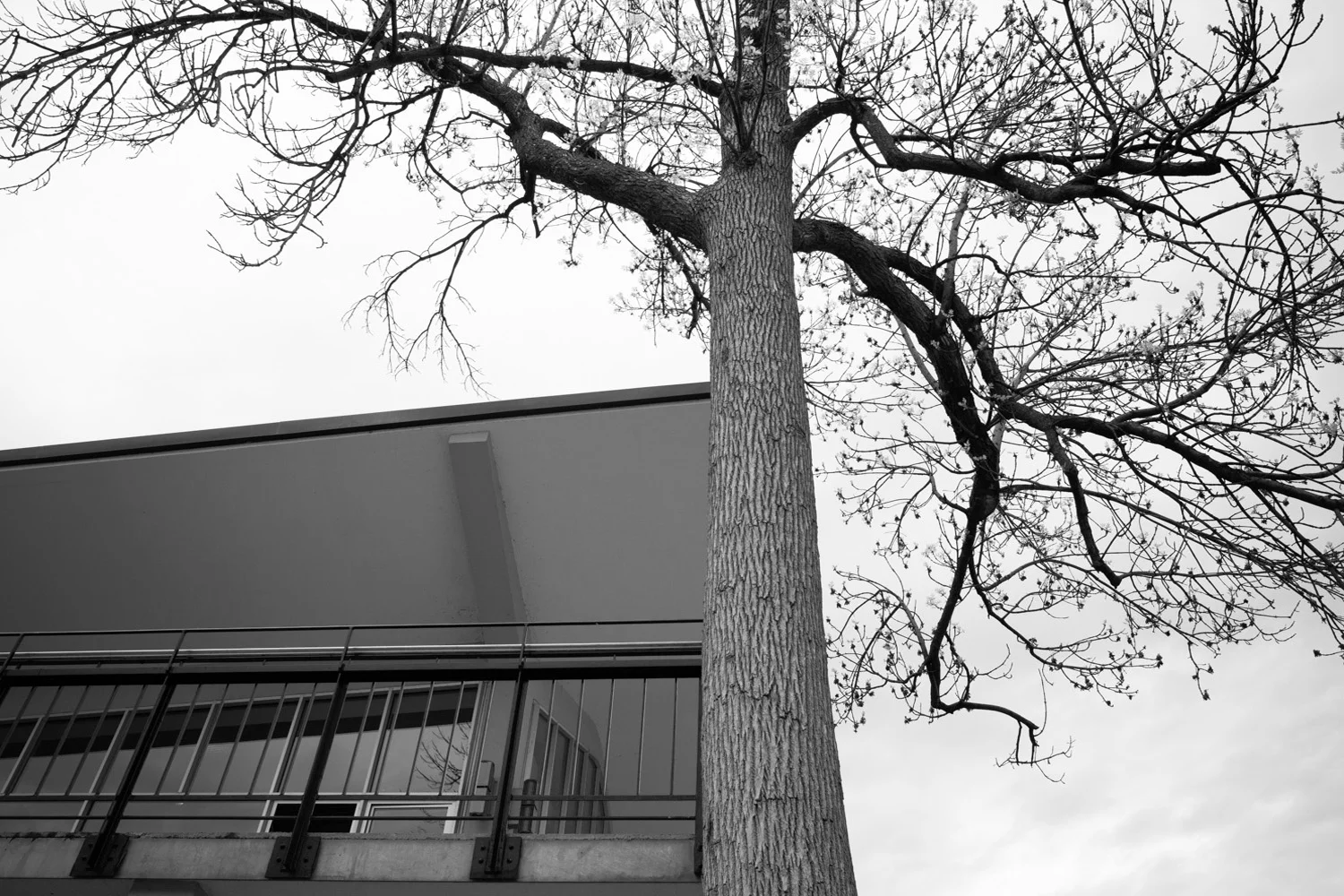 Montréal (QC) 2009