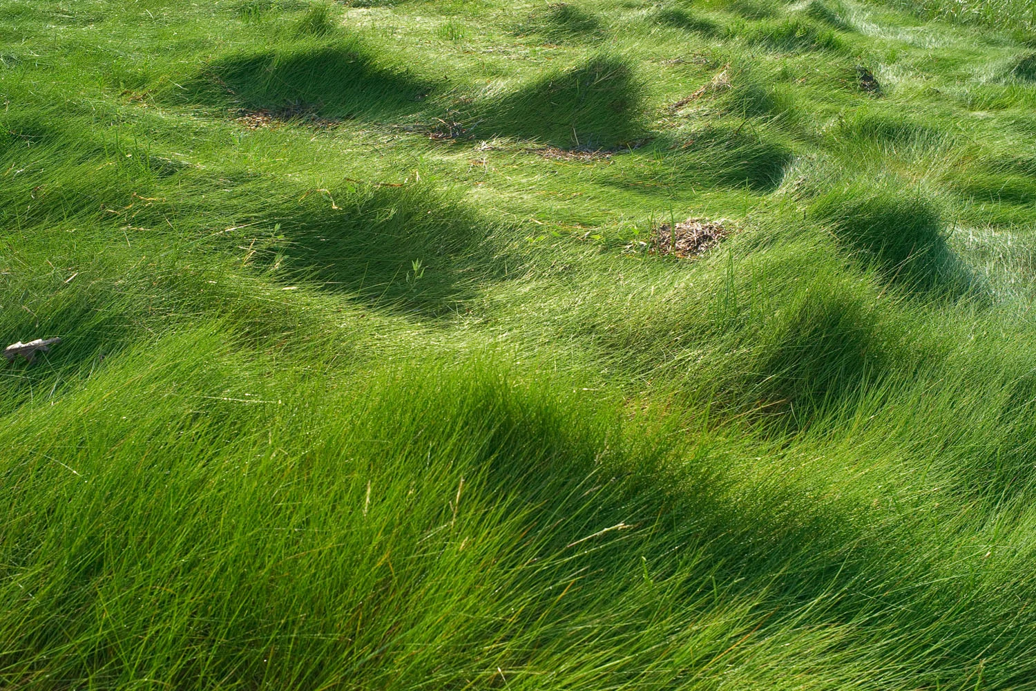 Cape Cod (MA) 2012