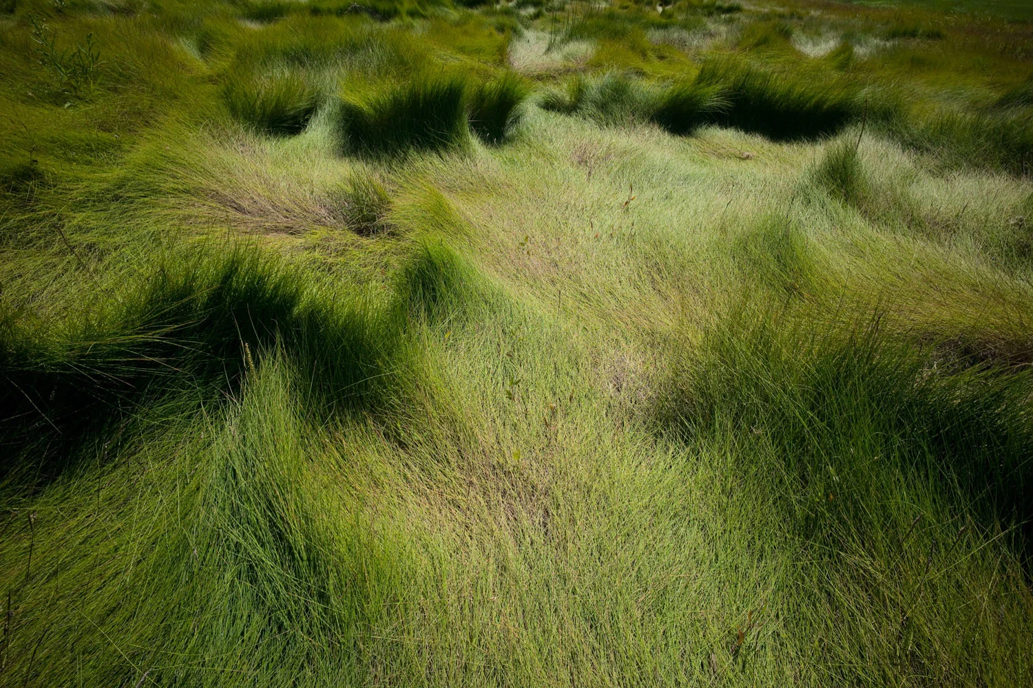 Kamouraska (QC) 2012