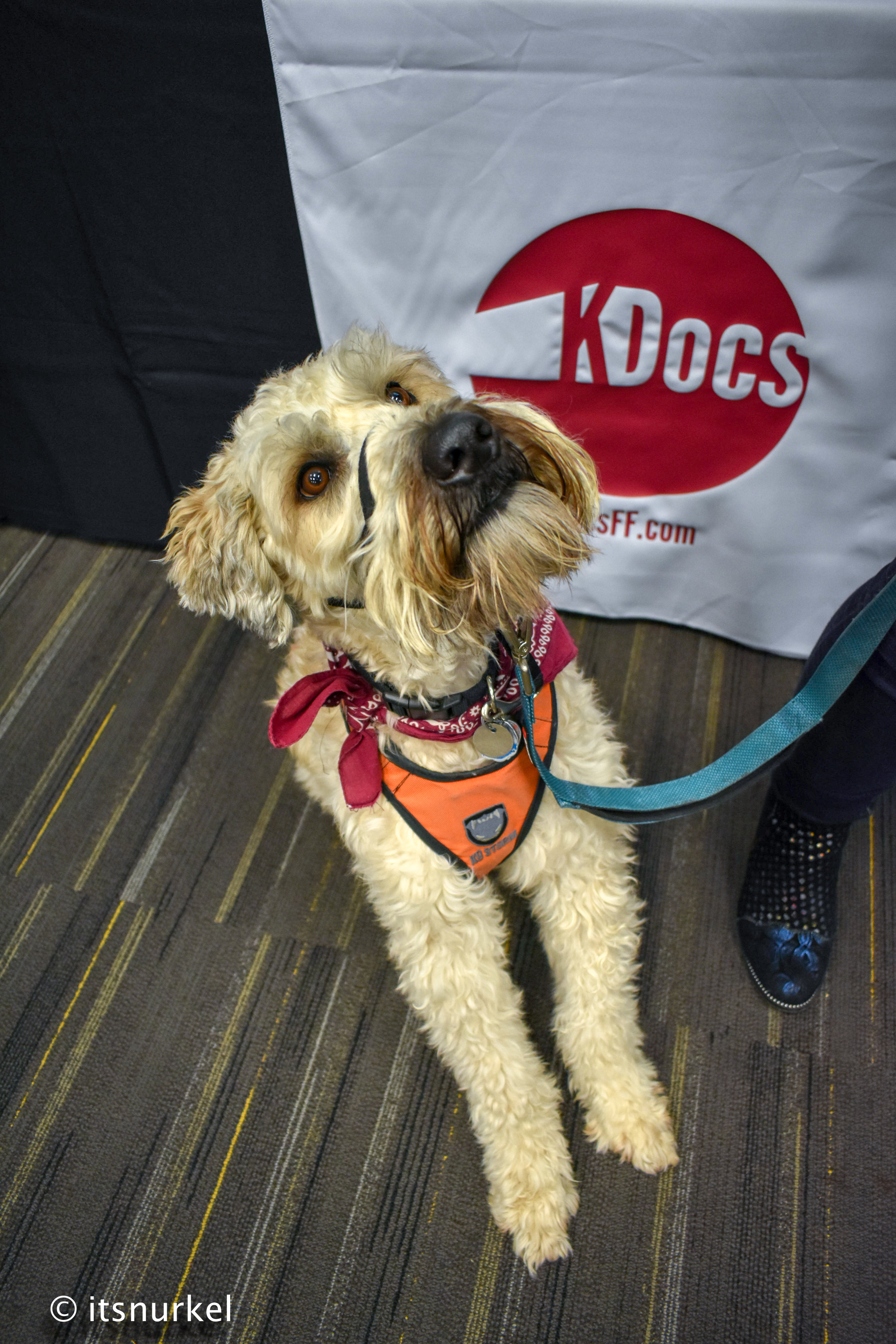 KDOCS2019_NicoleLeung-1678.jpg