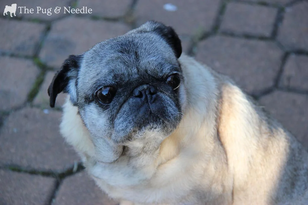  Gratuitous Pug Shot - Quincie during the Golden Hour :)