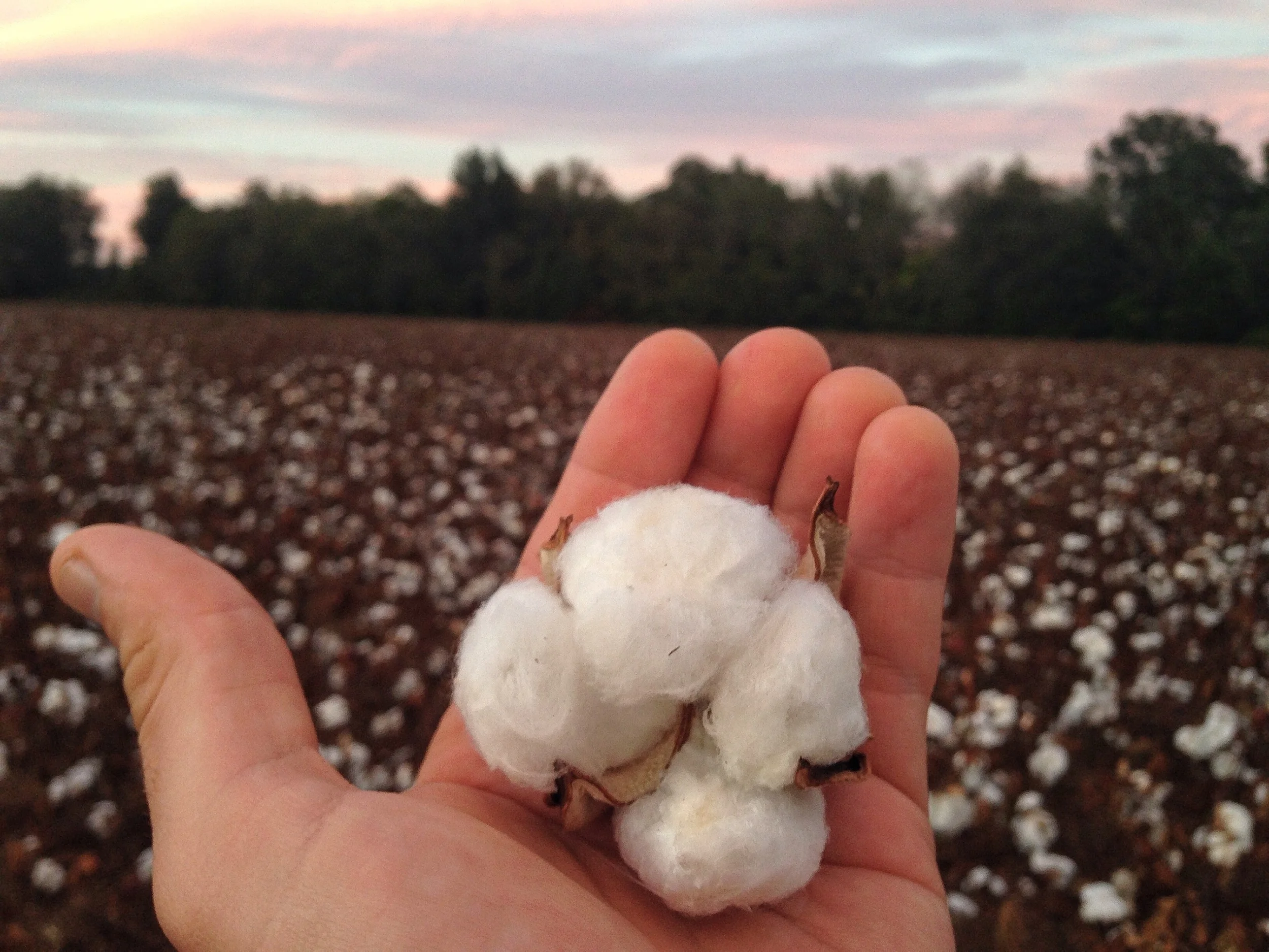 cotton picking.jpg