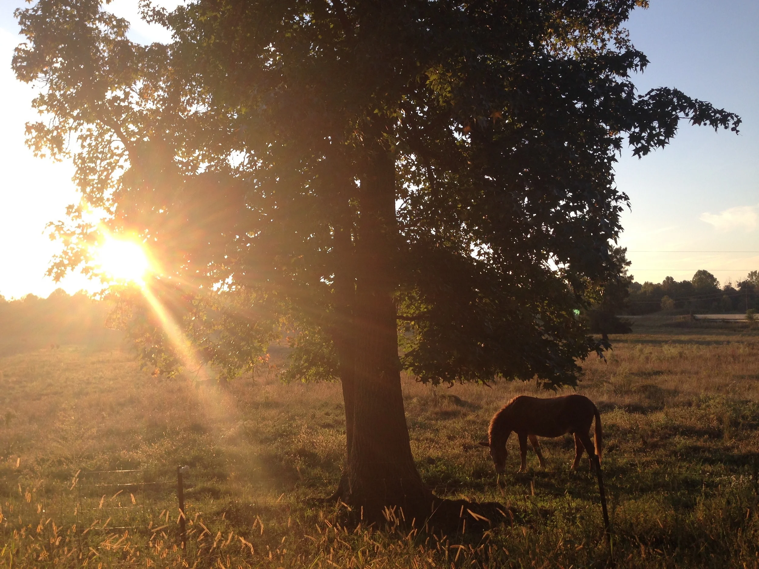 horse and sun.jpg