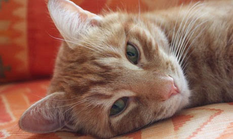 Stock-picking cat Orlando