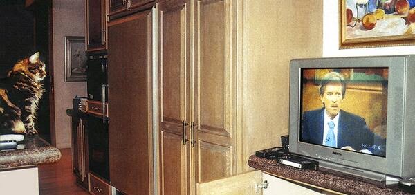 Bob, another stock-picking cat, watching a human friend on TV