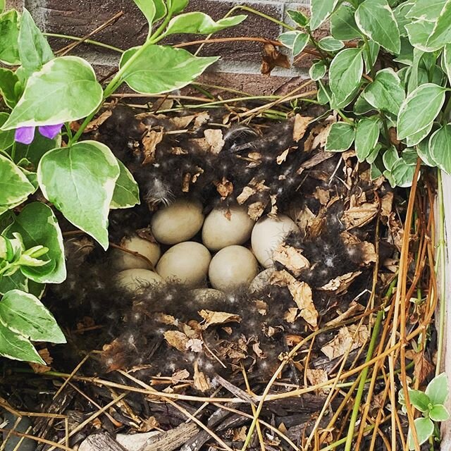 A mama duck has chosen to lay her 10 (!) eggs just off our front porch! #duckeggs #ducknest #ducktales