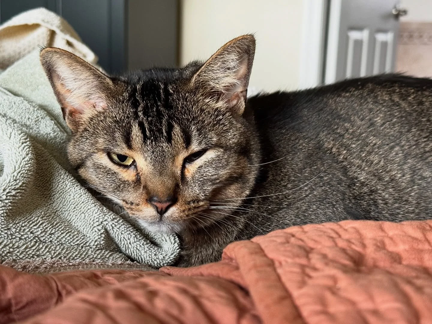 Sleepy Milo