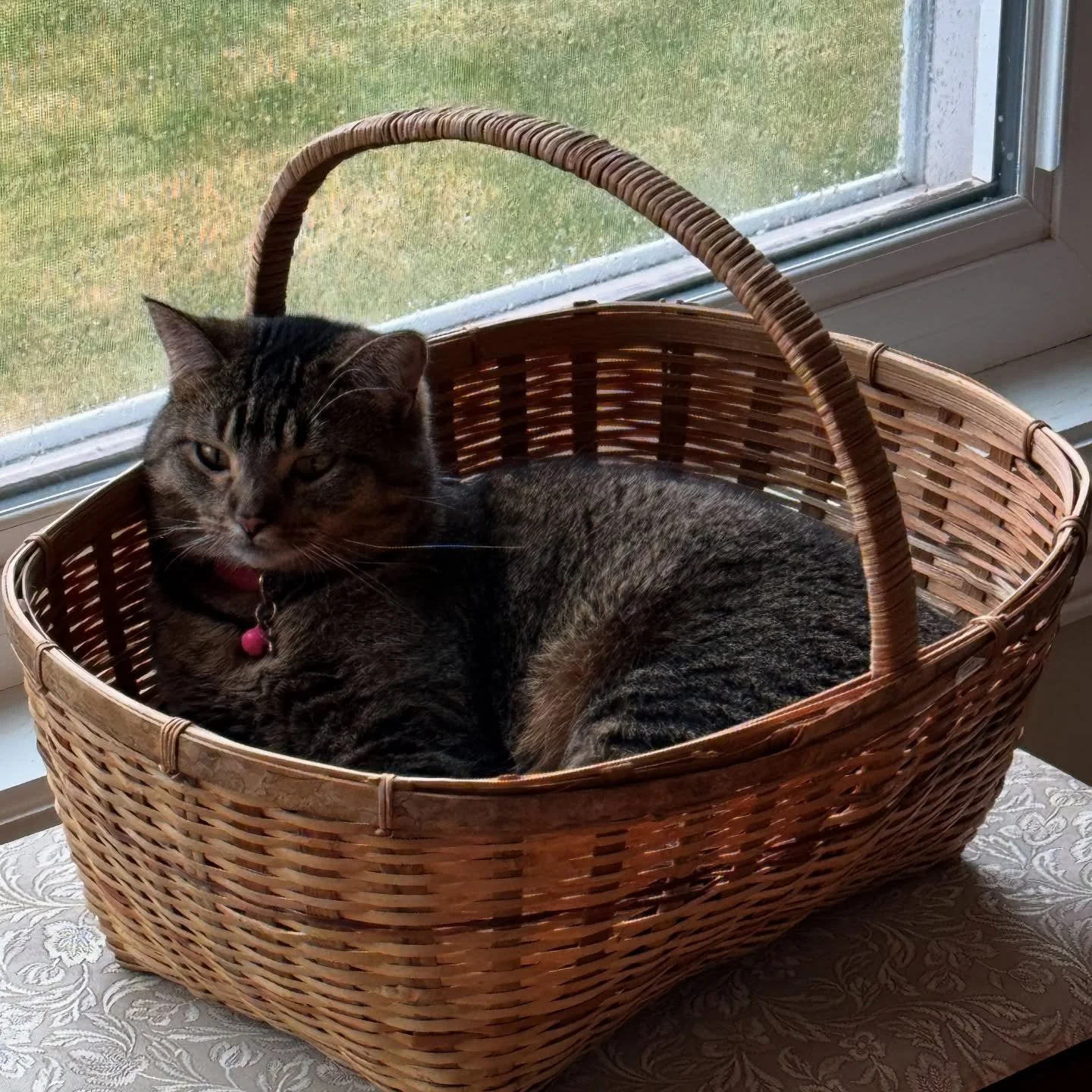 Easter Basket Kitten