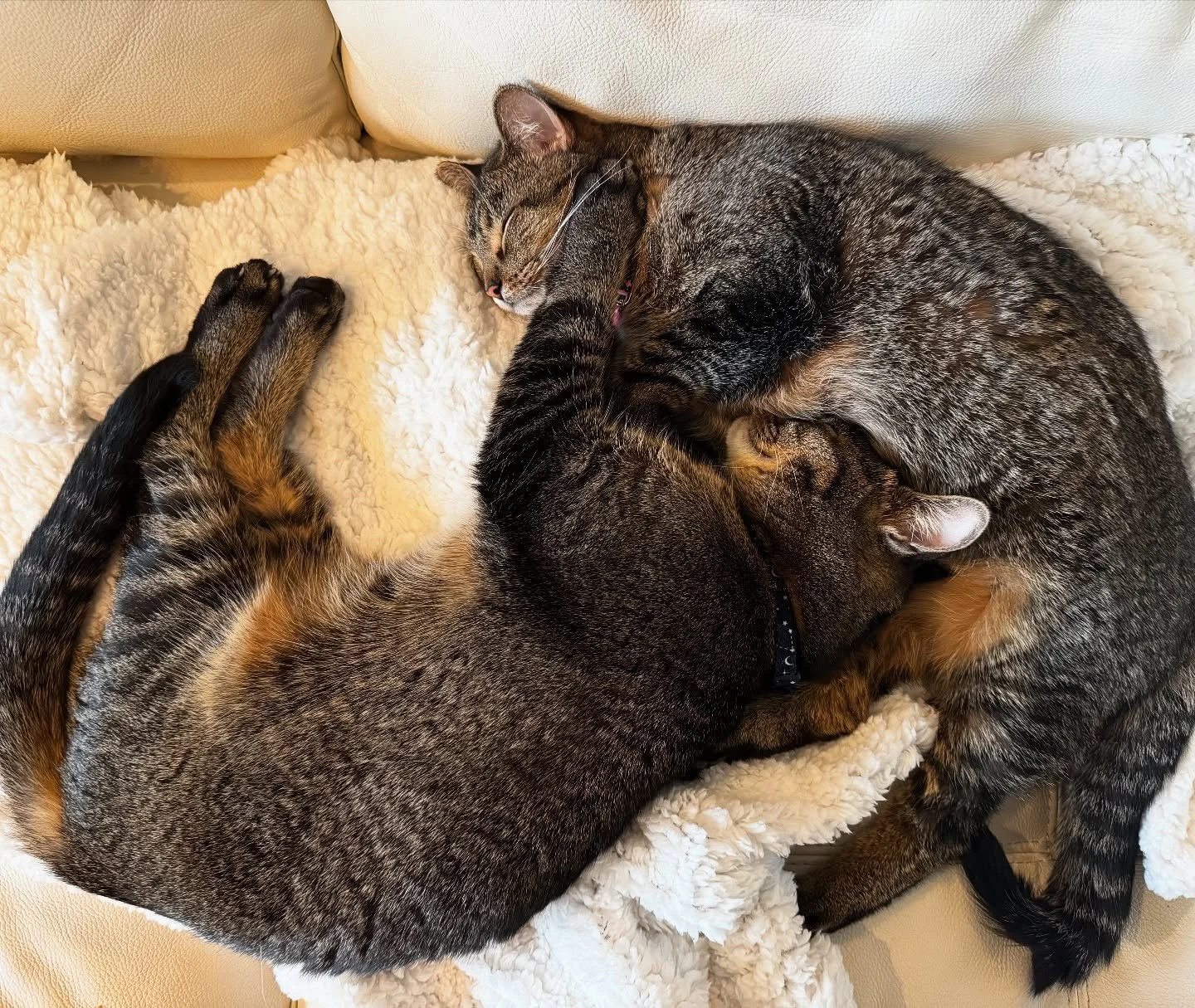 Power cat napping.