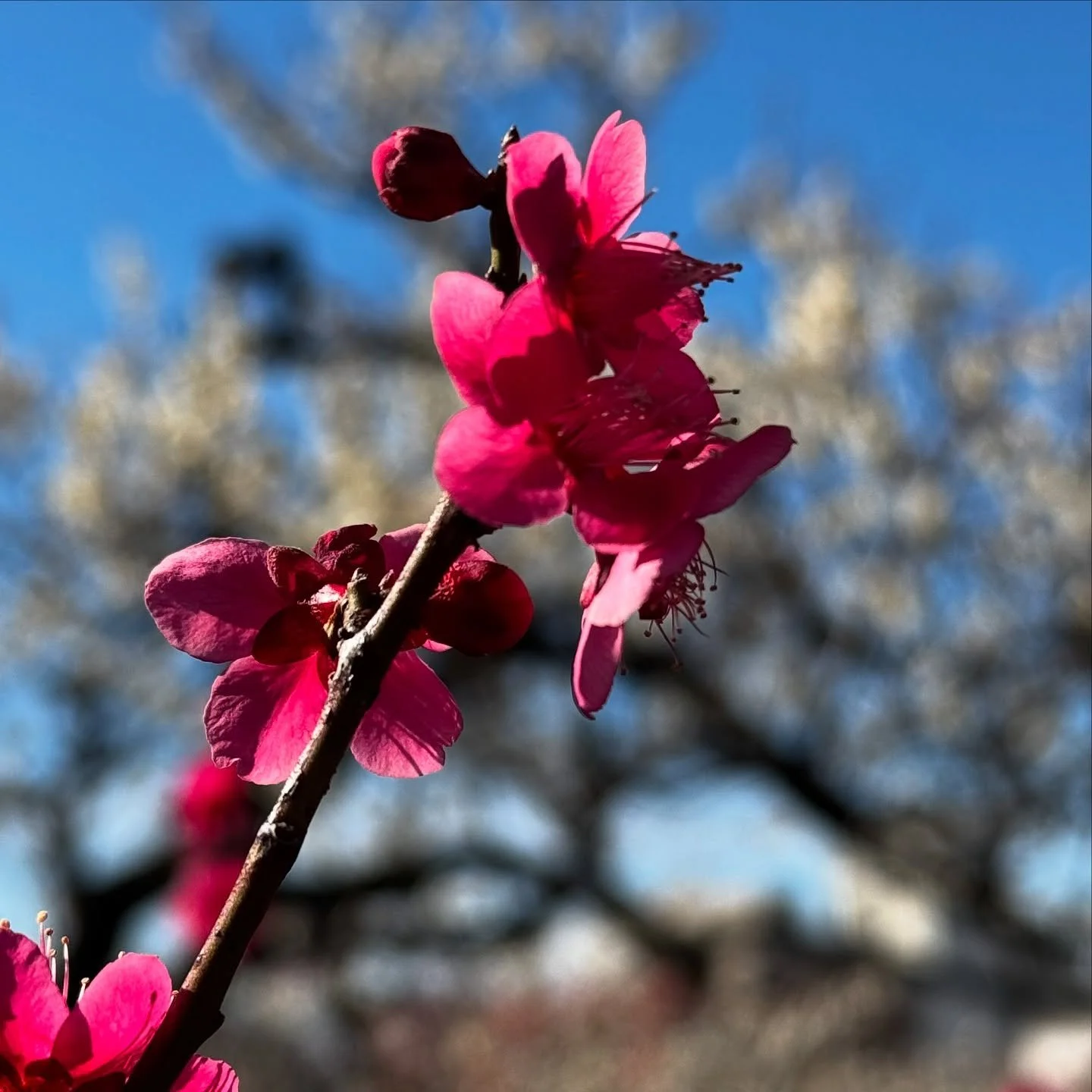 Plum Blossom #plumblossom #tokyo