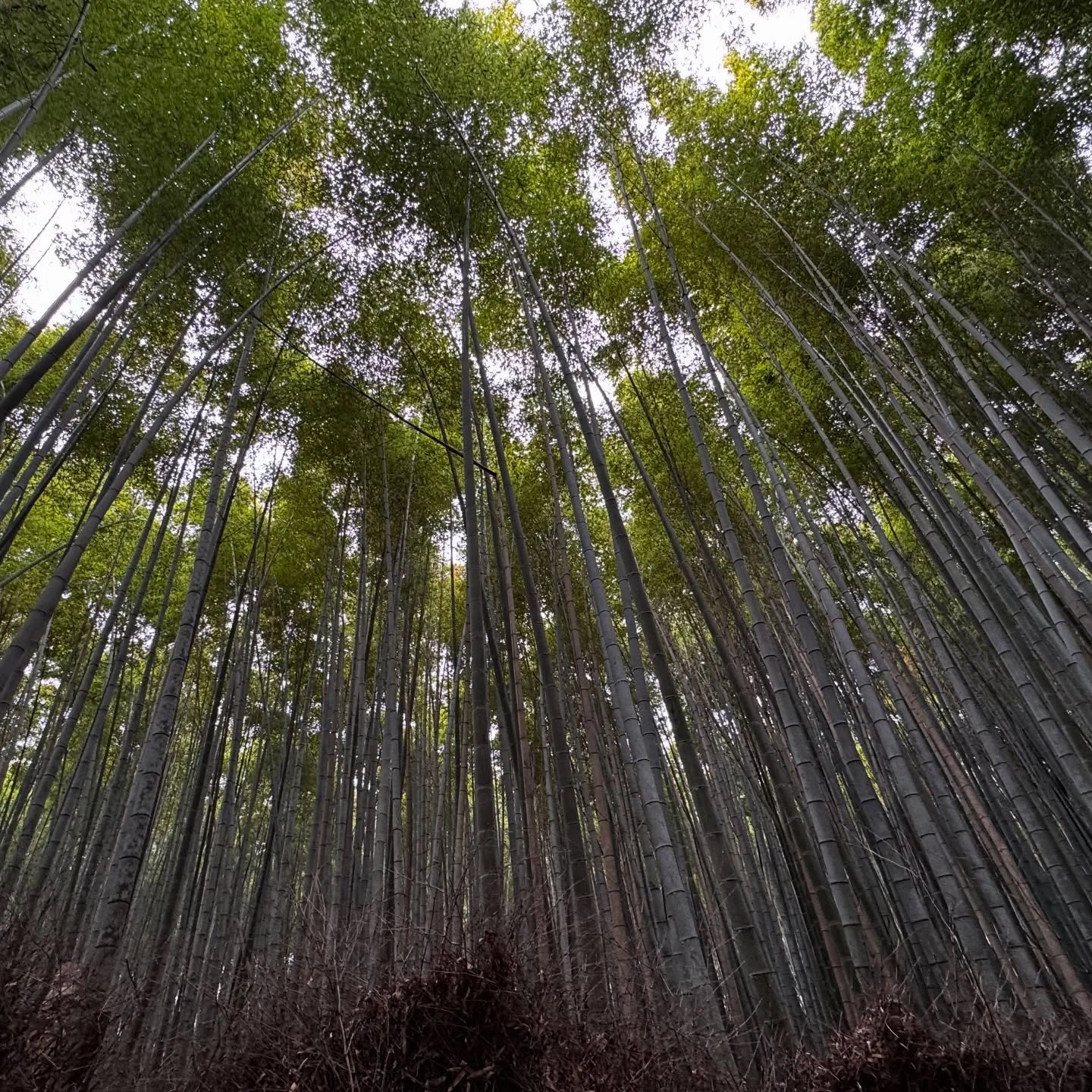 Bamboo Forest near Kyoto #bamboo #japan #kyoto #bambooforest