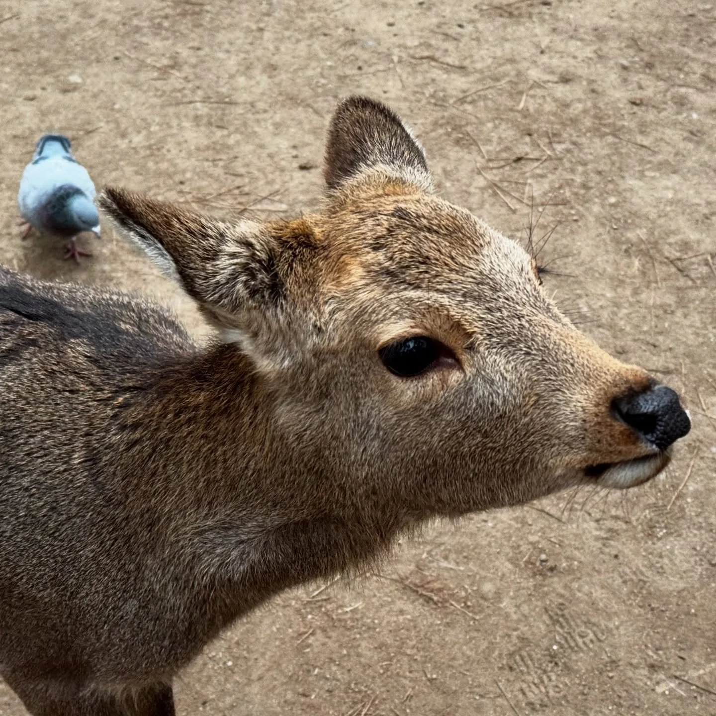 One of the deer we fed in Nara. #nara #narajapan #naradeerpark #naradeer