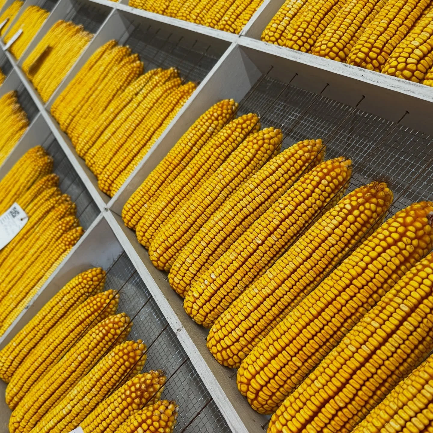 Corn at the Iowa State Fair #iowastatefair #iowa #corn