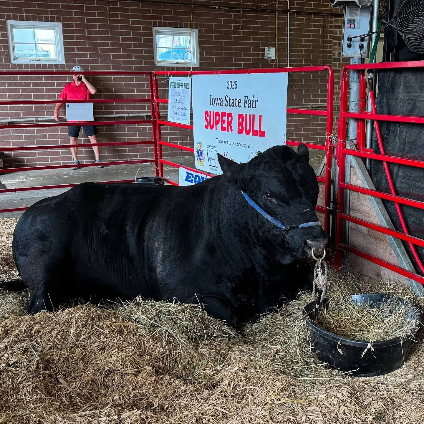 Bud the Super Bull - Weighing in at a svelte 3,110 pounds. #iowastatefair #superbull #bull #cattle #iowa