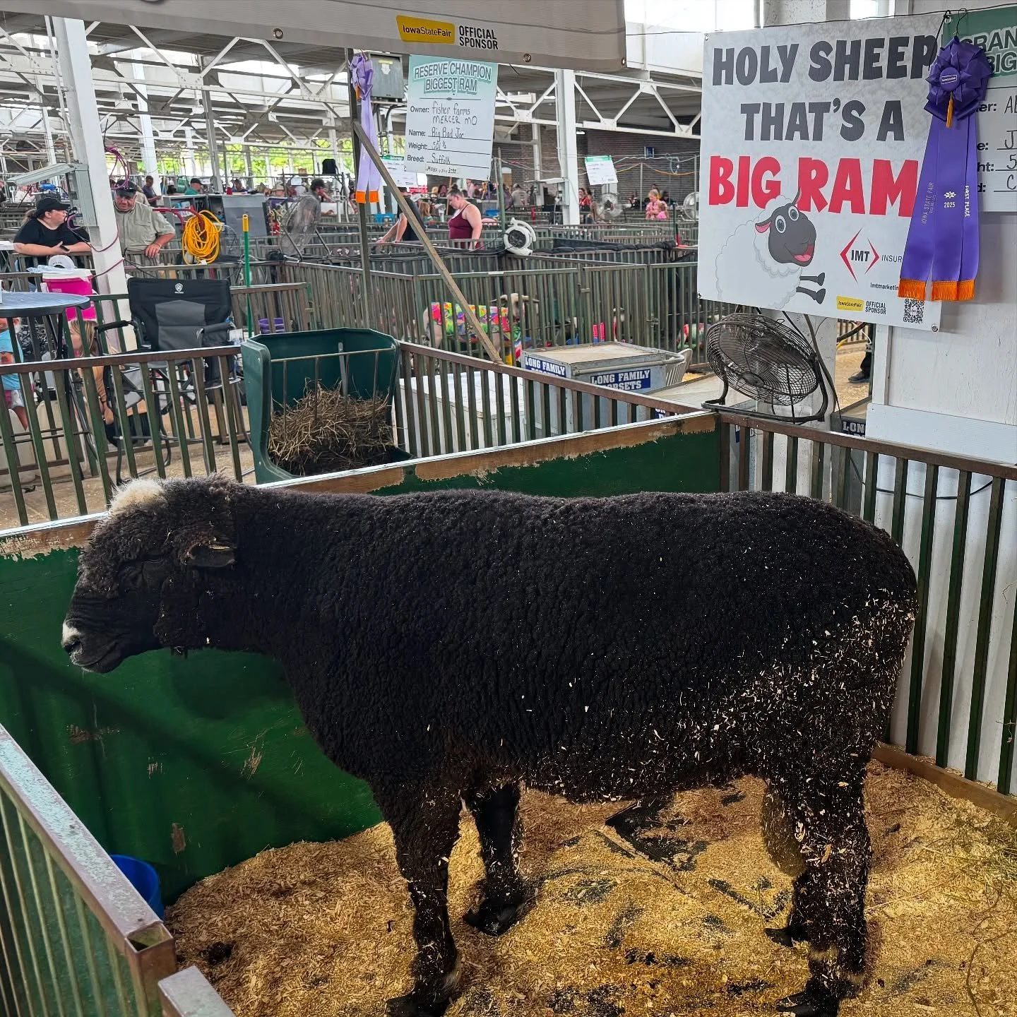Judah, weighing in at 505.5 pounds, is the biggest Ram at the fair not made by Dodge and definitely the black sheep in his family. #sheep #ram #columbiasheep #iowastatefair