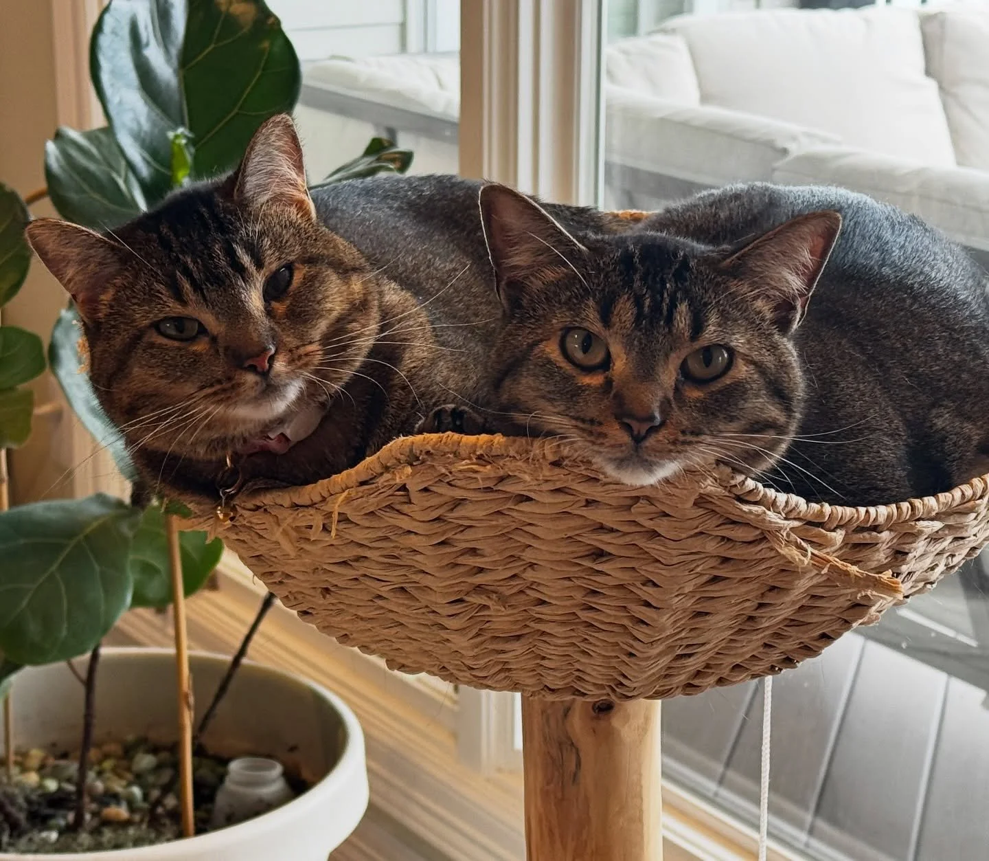 Sharing. #catsofinstagram #tabbycatsofinstagram