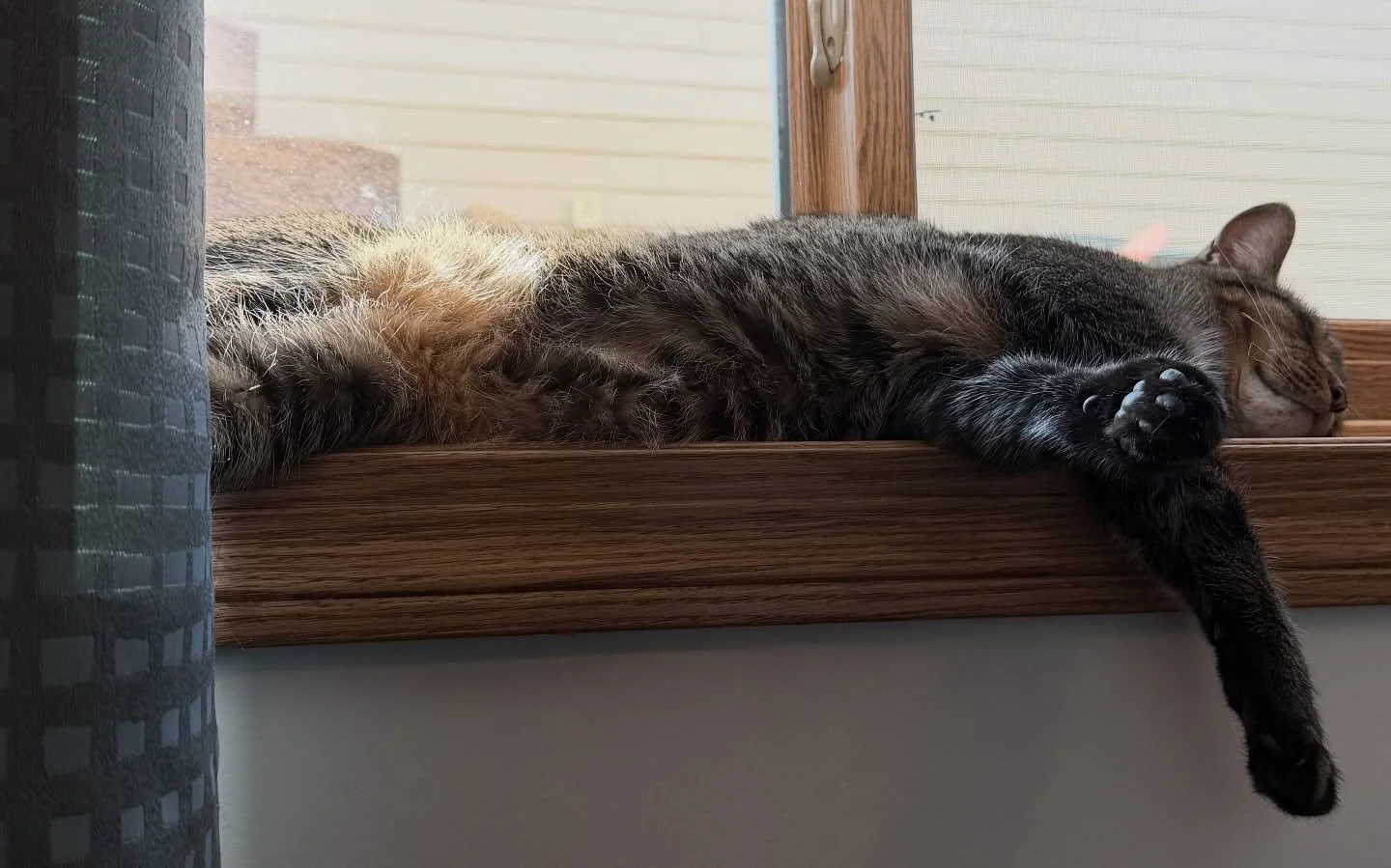 Milo has been slain by the sunbeam in my office window. #catsofinstagram