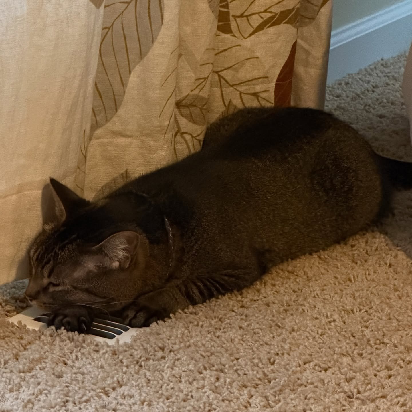 Milo is hogging the heat vent this morning.