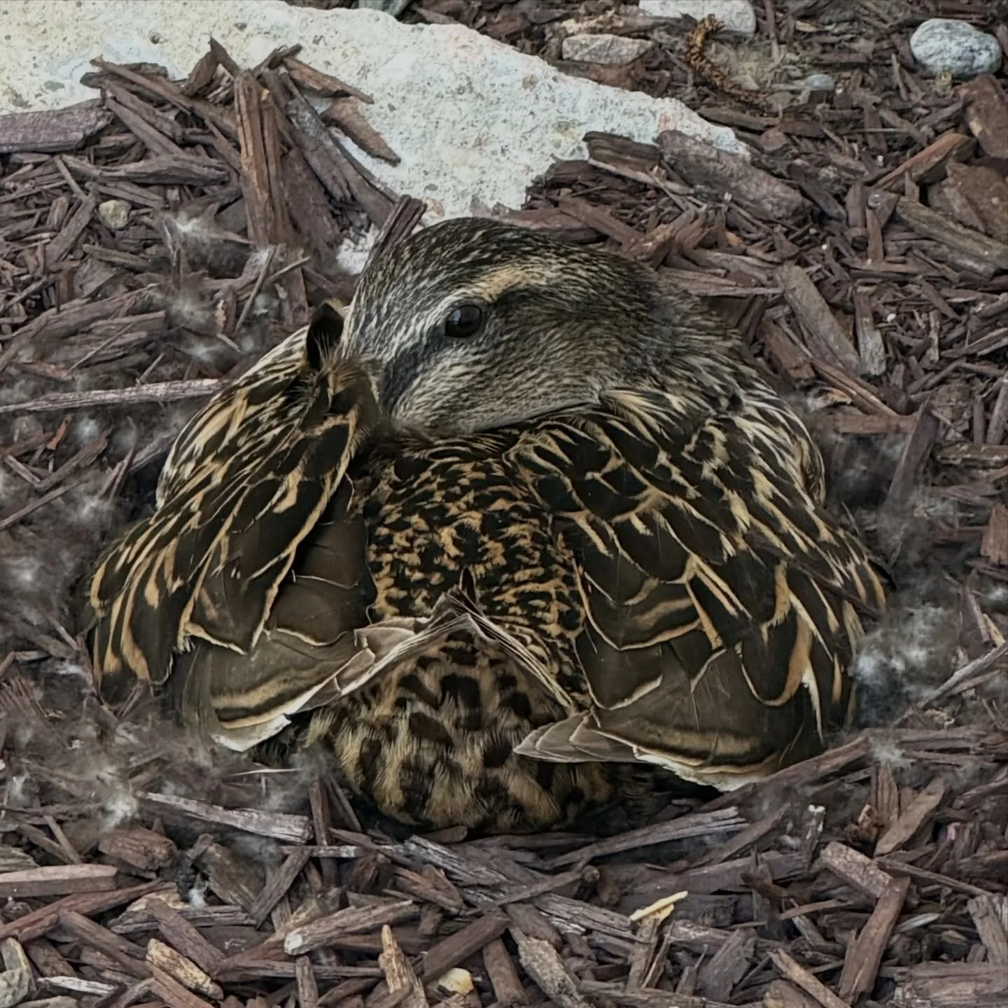 We have a well-camouflaged Mama Duck who has made a nest in the mulch near our front porch: