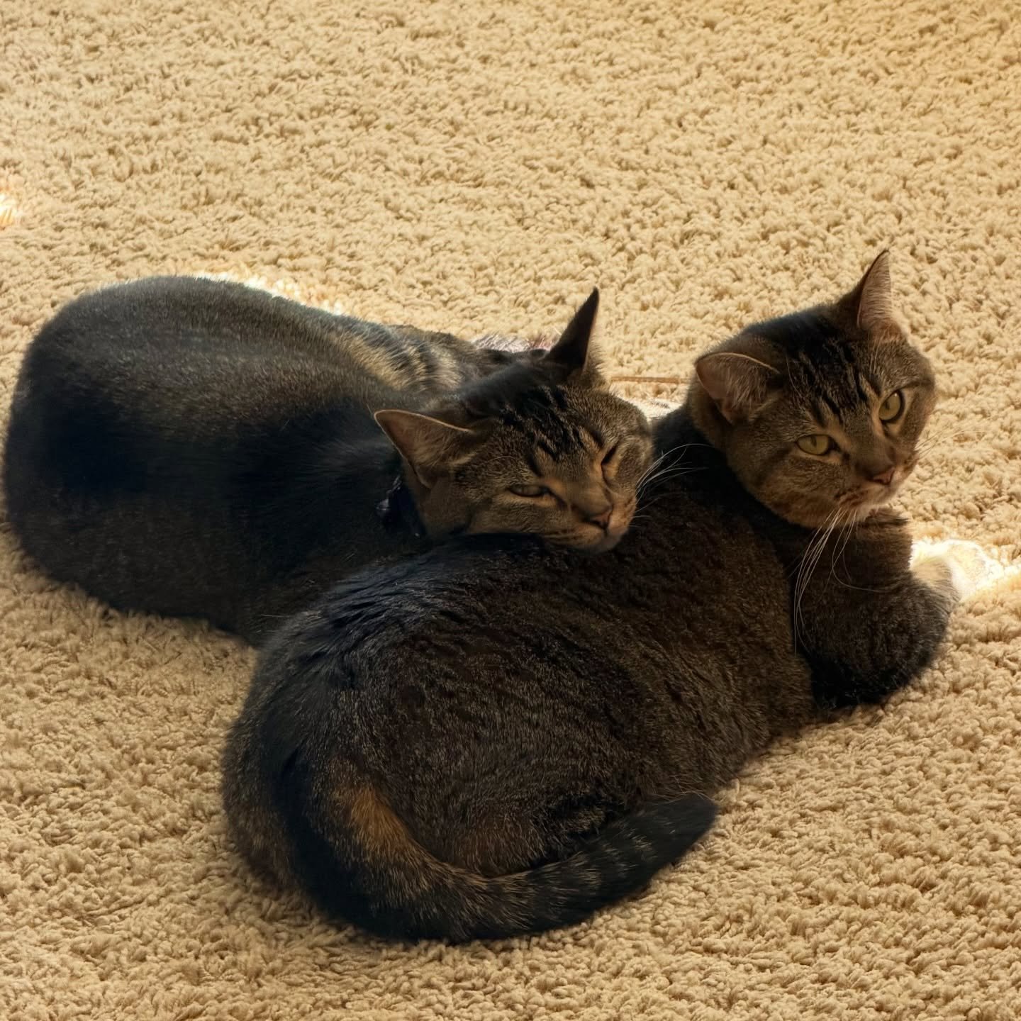 Our cats Margo &amp; Milo turn two years old today! #tabbycatsofinstagram