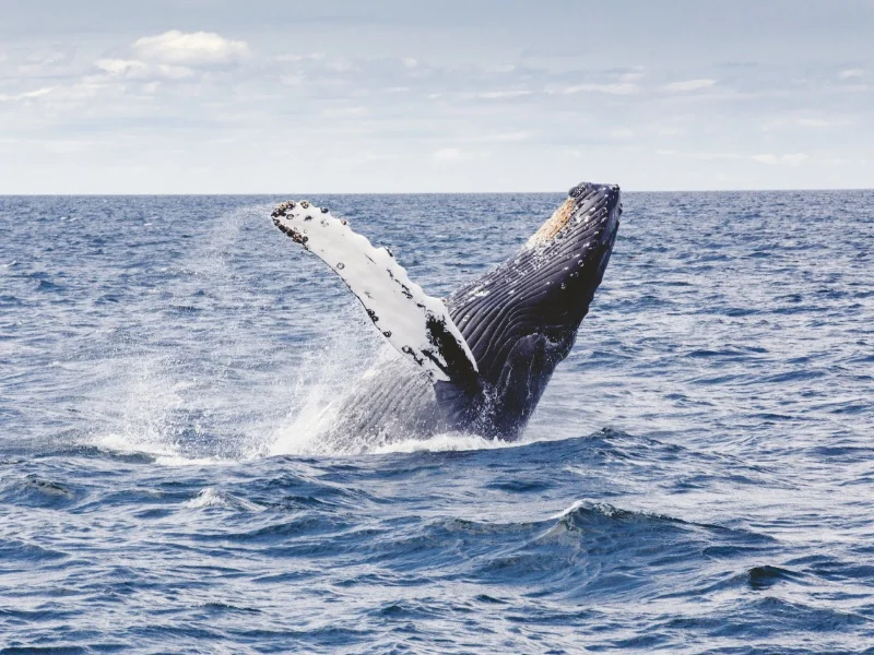 humpback_whale.jpg