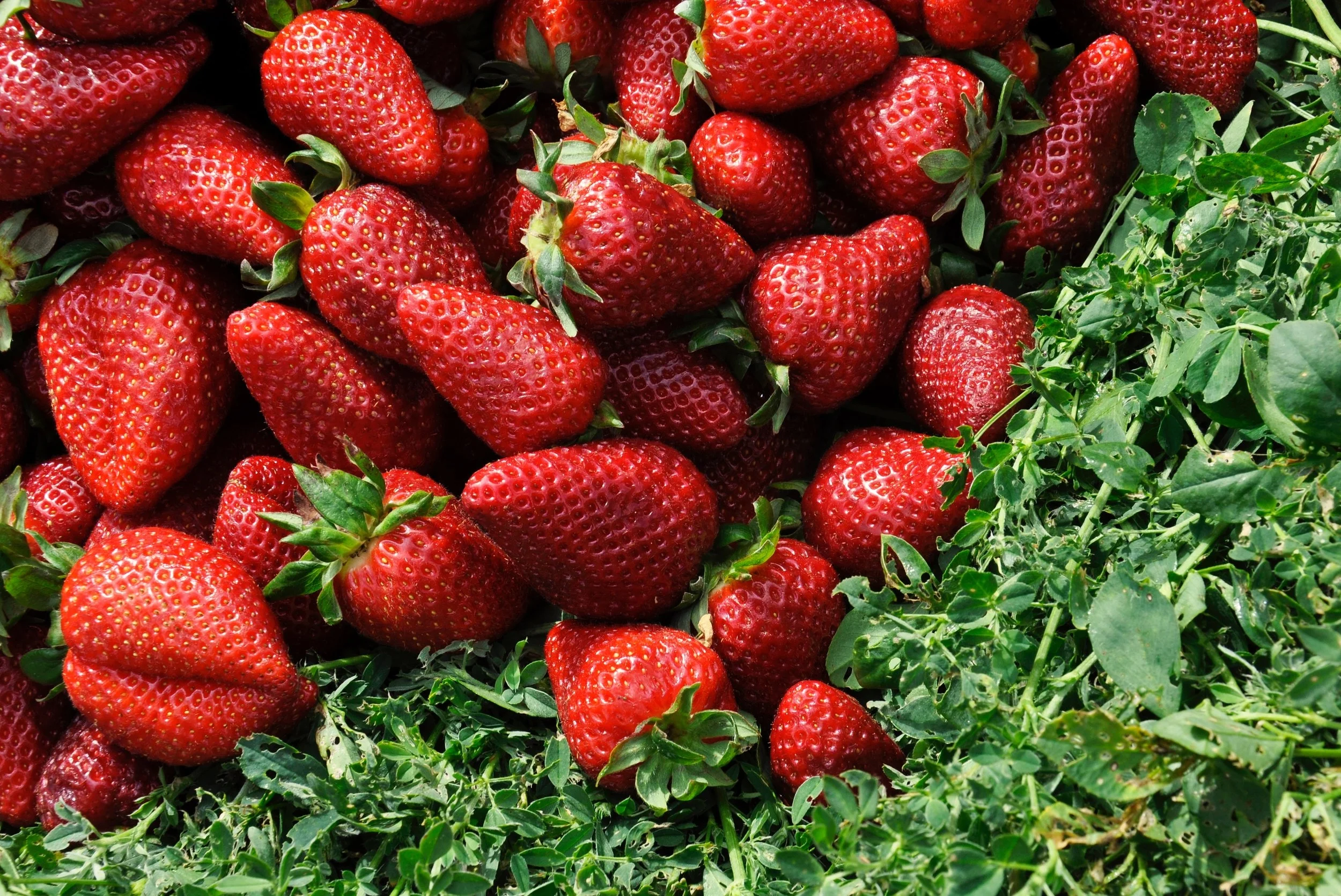 Pesticides in food. The Dirty Dozen and Clean Fifteen list
