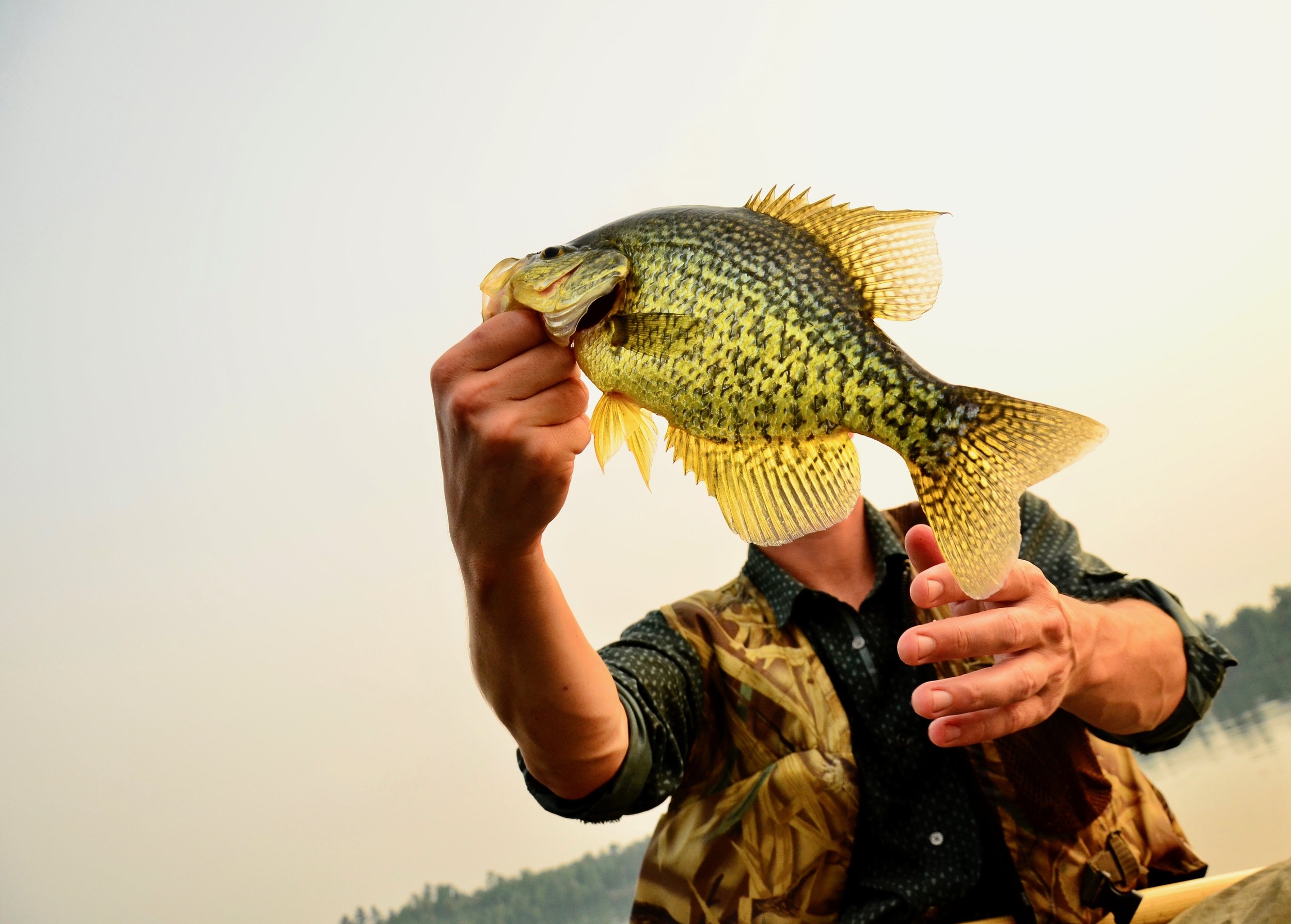 crappie_v3_saucy_42382214090_o.jpg